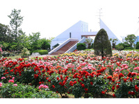 約450品種・約1万5000株のバラのほか、四季折々の花が園内を彩ります。